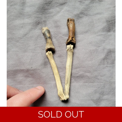 Very Rare Giant Bear Dog Partial Foot Fossil Paw Bone Mammal From Florida